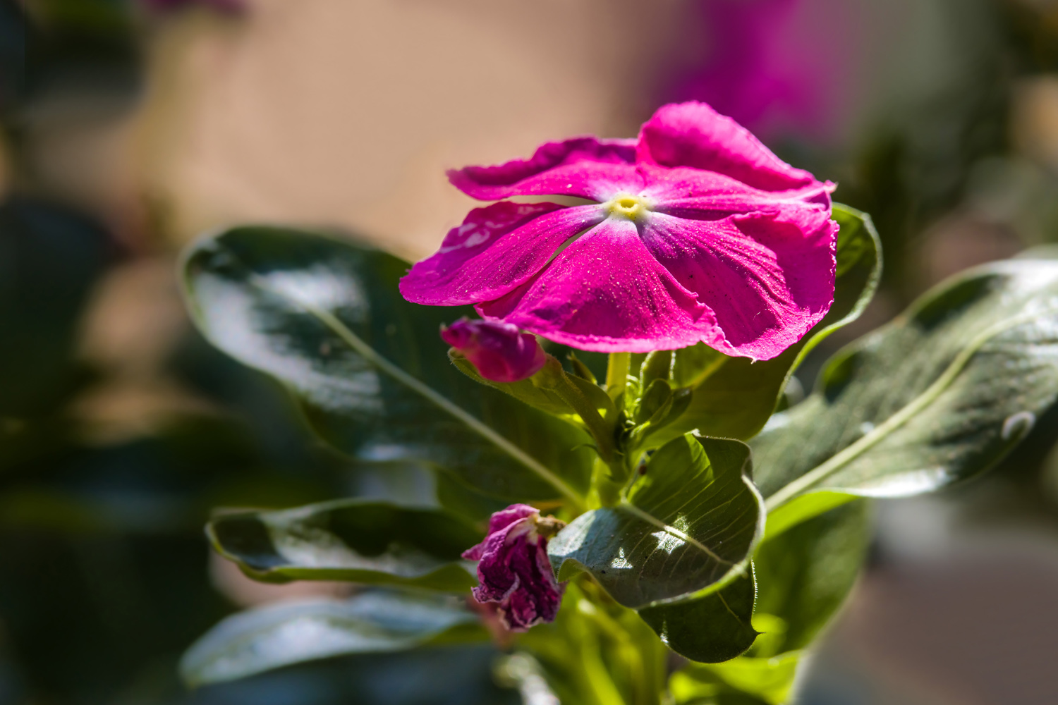 photo "***" tags: macro and close-up, 