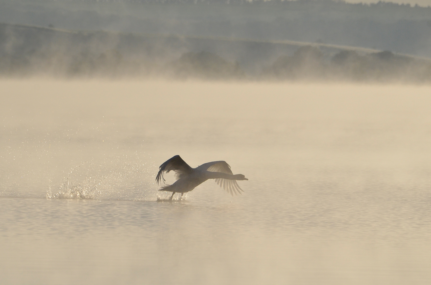 photo "***" tags: nature, fog, morning, water, лебедь