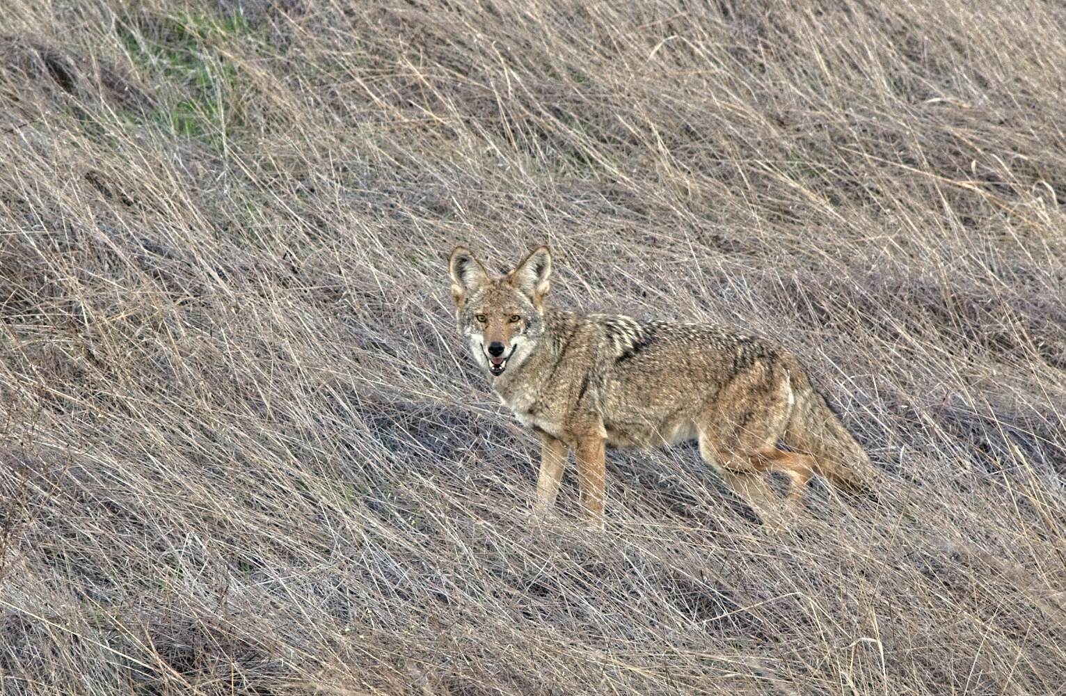 фото "Койот" метки: природа, TMP Coyte Face M13A2979 Coyote