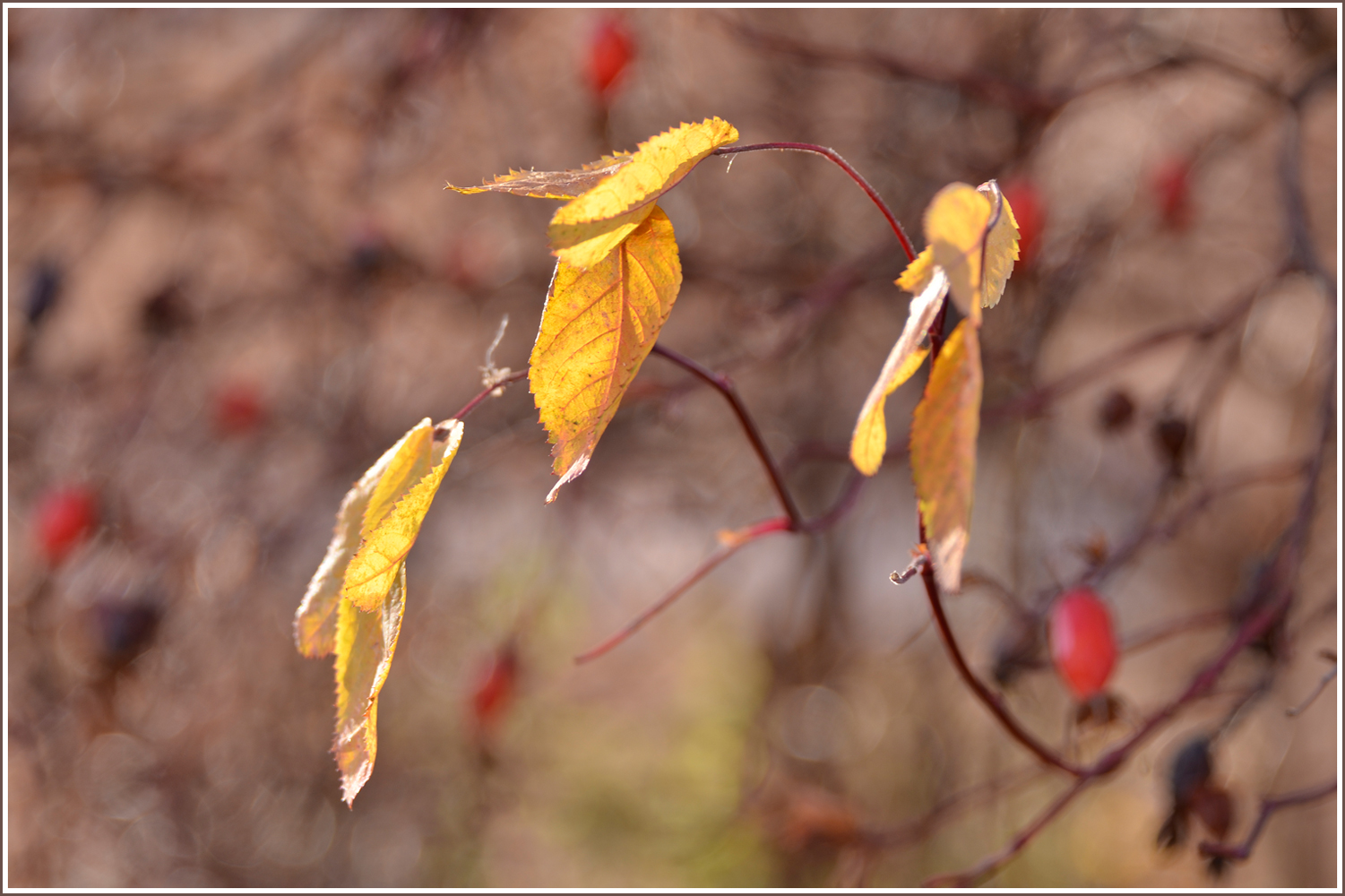 photo "***" tags: nature, autumn