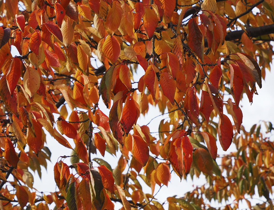 photo "Autumn leaves" tags: nature, macro and close-up, still life, 