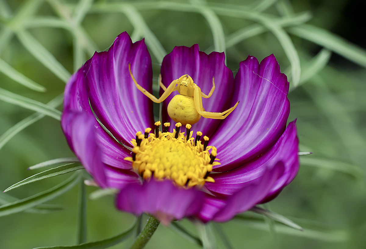 photo "***" tags: nature, macro and close-up, паук-бокоход