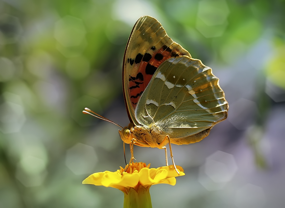 photo "***" tags: nature, macro and close-up, butterfly, flowers, макро