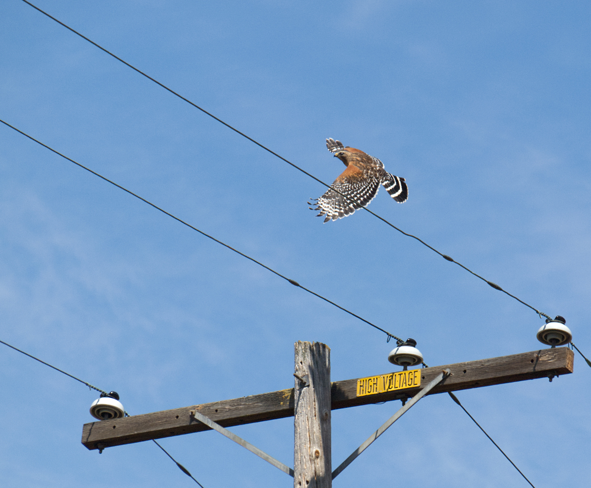 photo "Провода" tags: genre, hawk, wires
_5301720 Wires Hawk