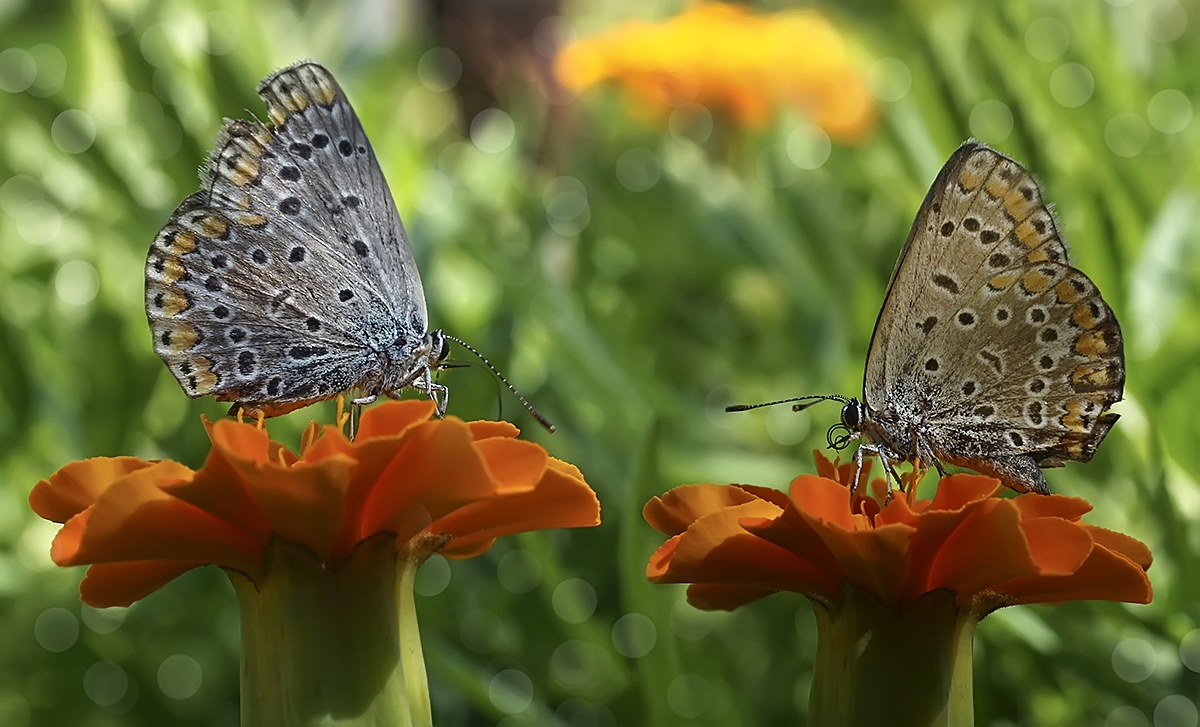 photo "***" tags: nature, macro and close-up, insect, бабочки, макро