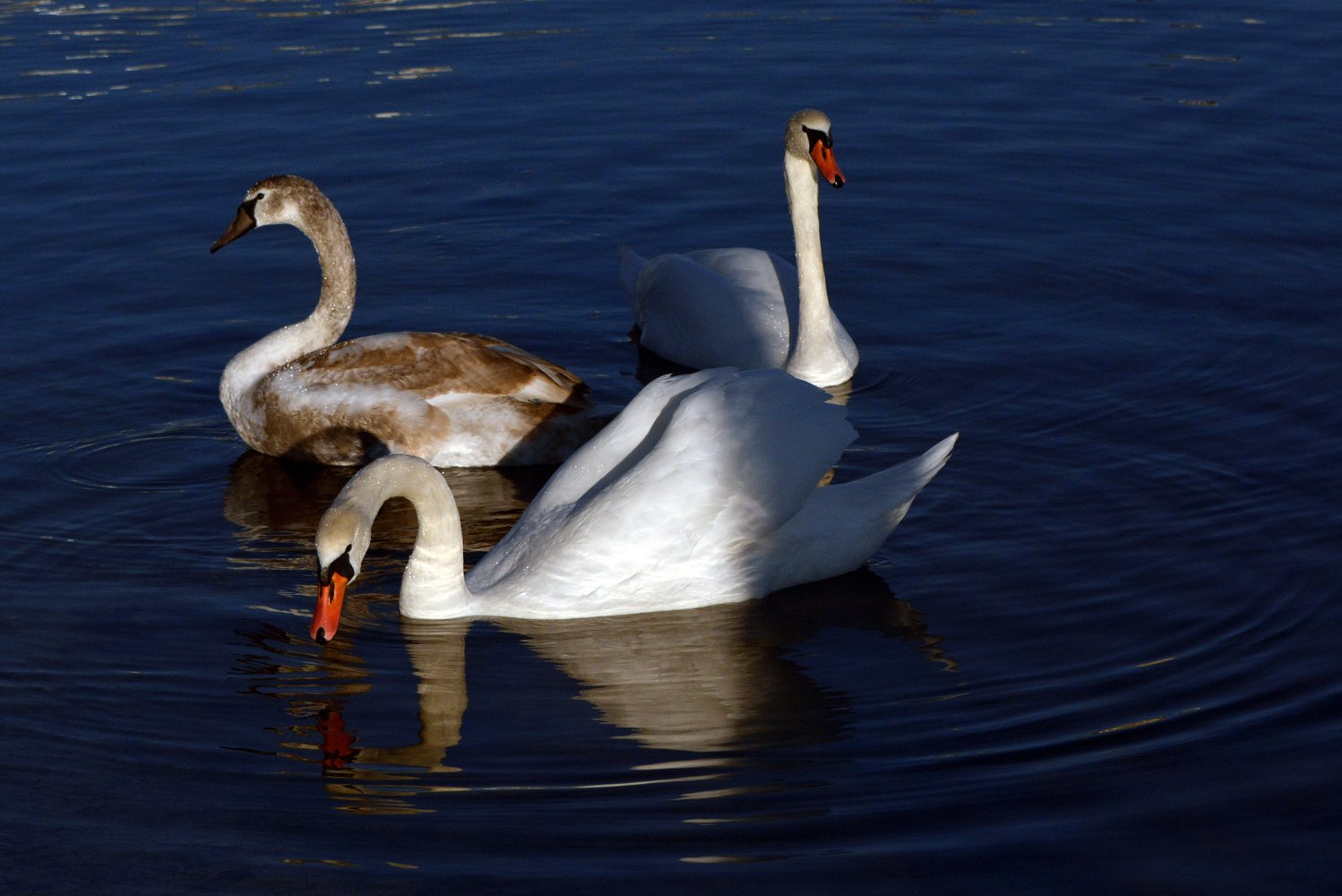 photo "***" tags: nature, лебеди, птицы