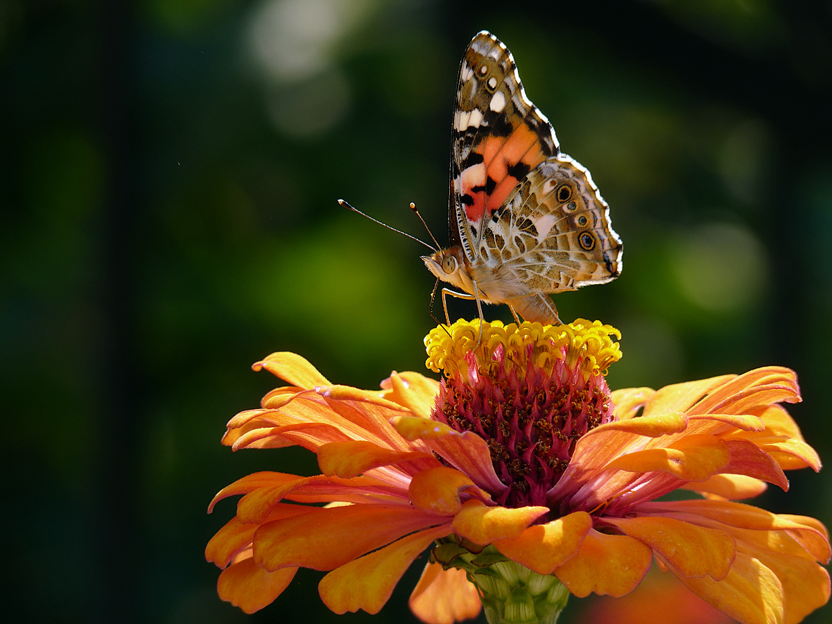 photo "***" tags: nature, insect