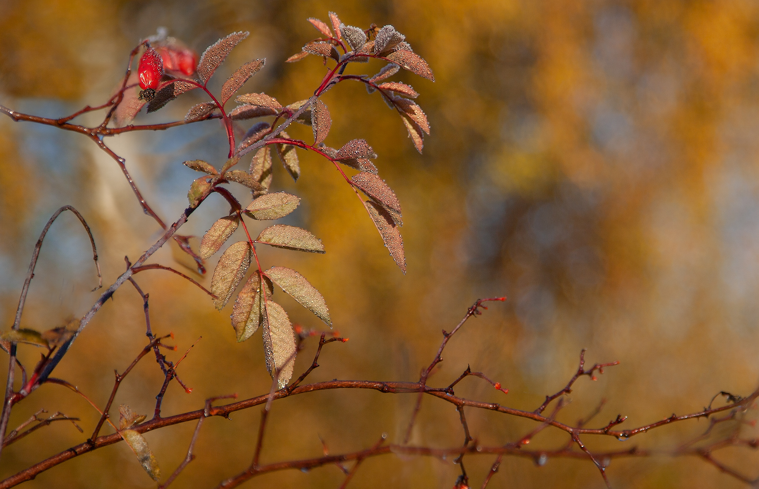 photo "***" tags: nature, 