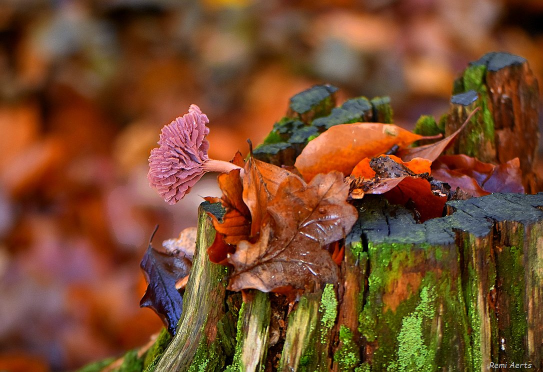 photo "***" tags: landscape, nature, macro and close-up, 