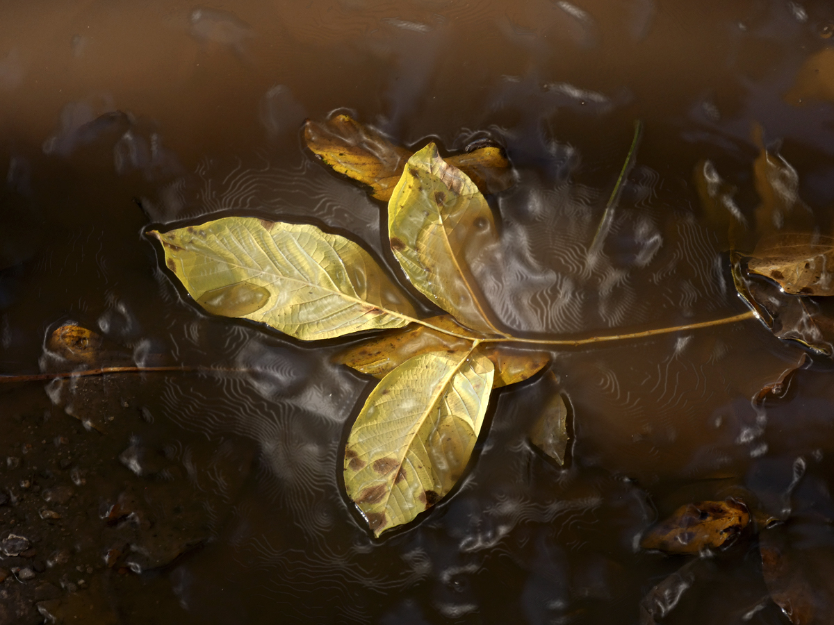 photo "***" tags: macro and close-up, nature, 