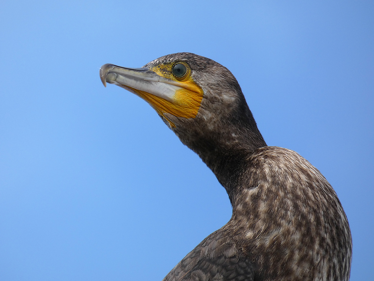 photo "***" tags: macro and close-up, portrait, wild animals