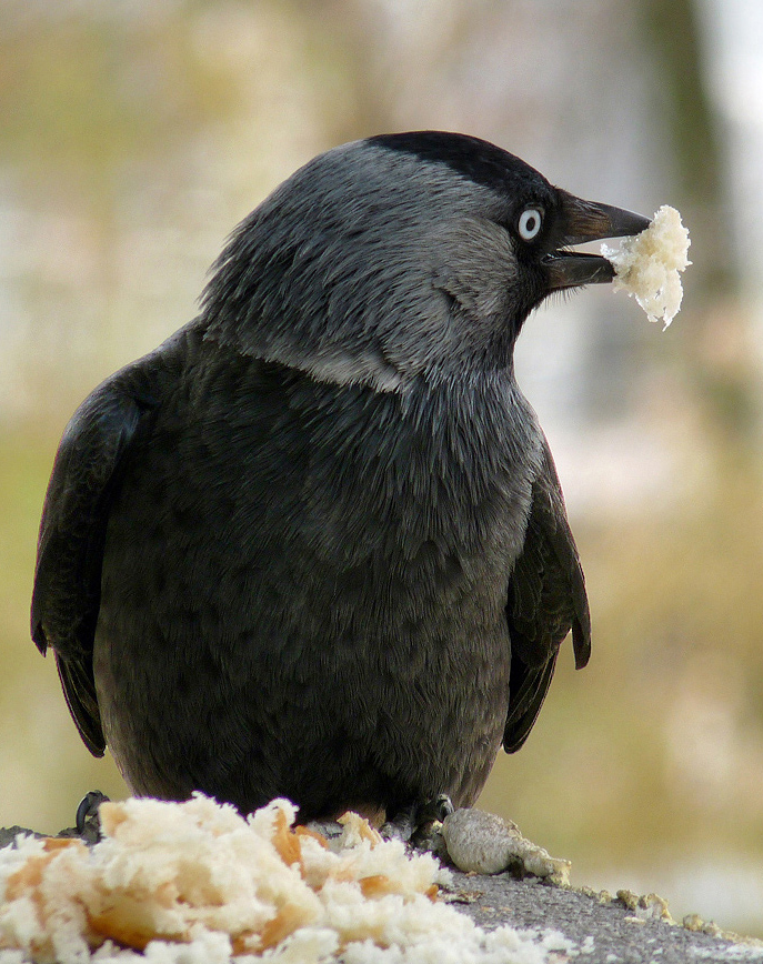 photo "***" tags: portrait, wild animals