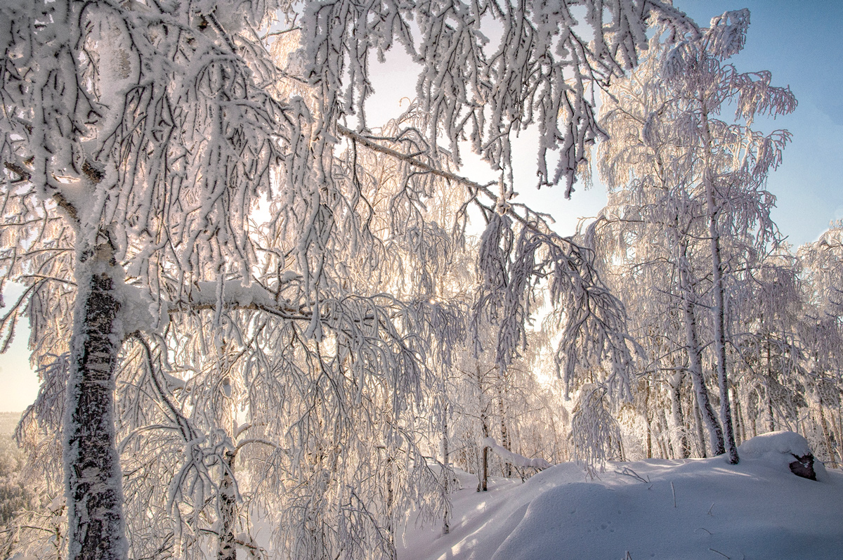 фото "Зимний лес в объятьях тишины" метки: природа, 