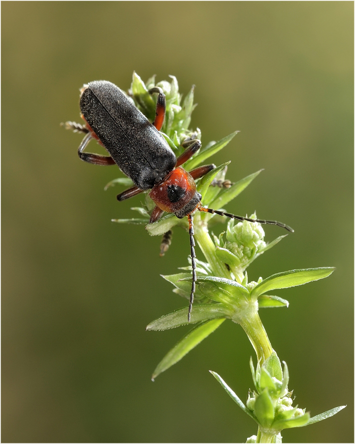 фото "Cantharis fusca Linnaeus, 1758 - Мягкотелка тёмная (бурая)" метки: макро и крупный план, 