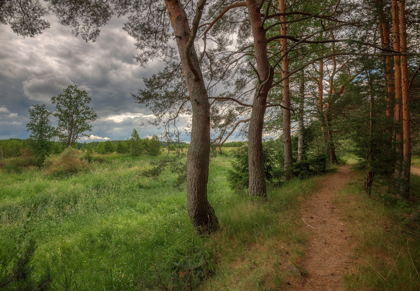 фото "Опушка" метки: пейзаж, природа, фрагмент, 