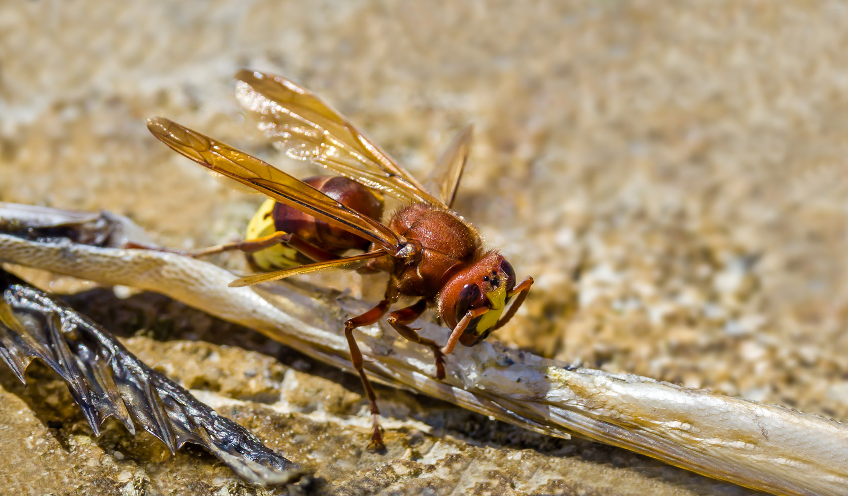 photo "***" tags: macro and close-up, 