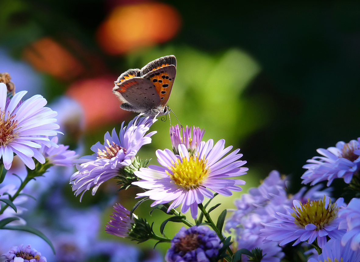 photo "***" tags: nature, flowers