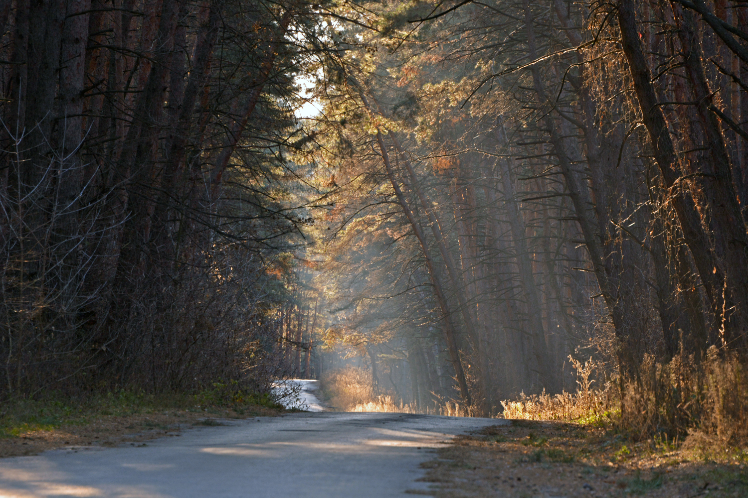 фото "Луч света." метки: пейзаж, дорога, лес, свет