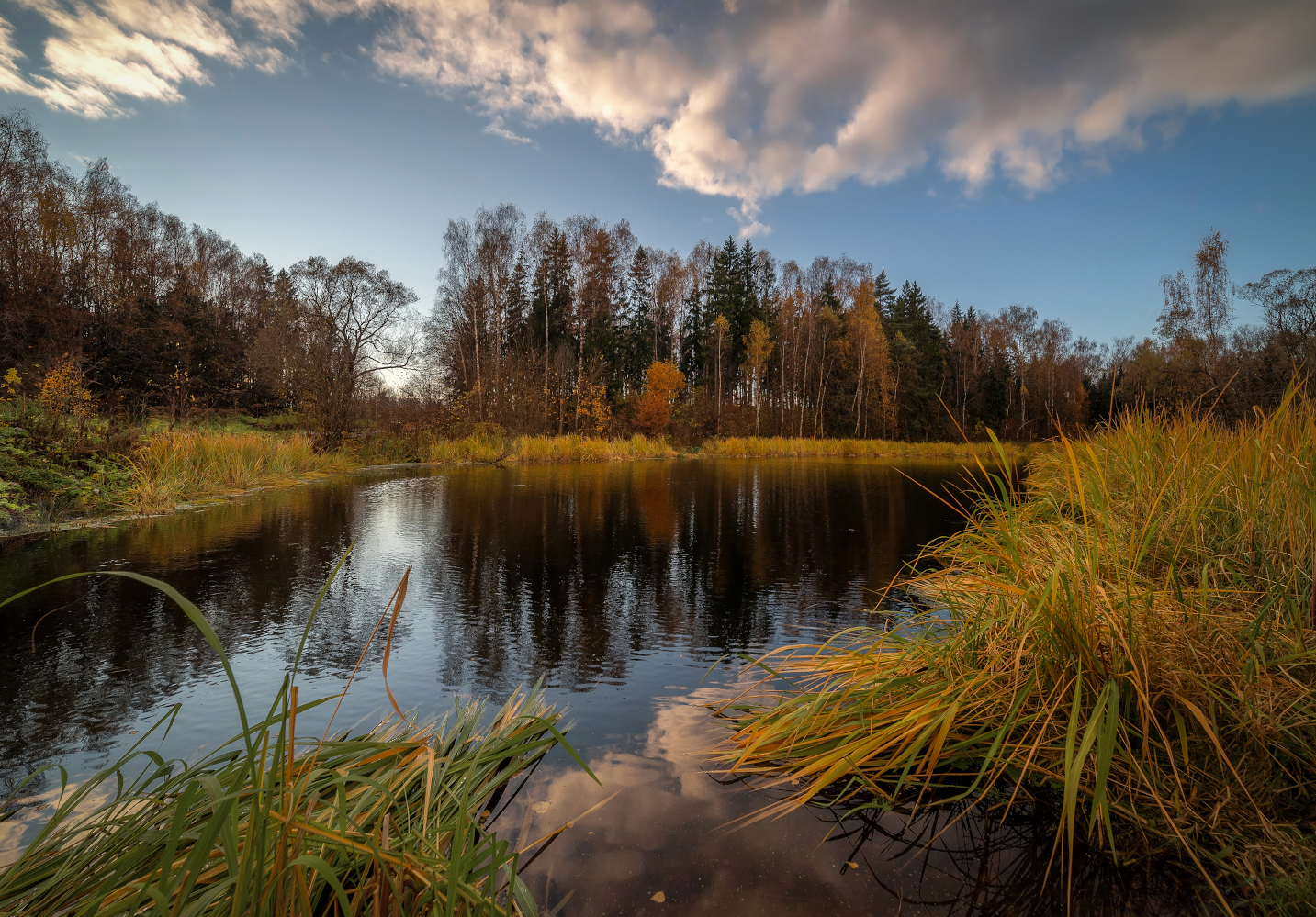фото "Желтая осень на Чёрной речке" метки: пейзаж, 