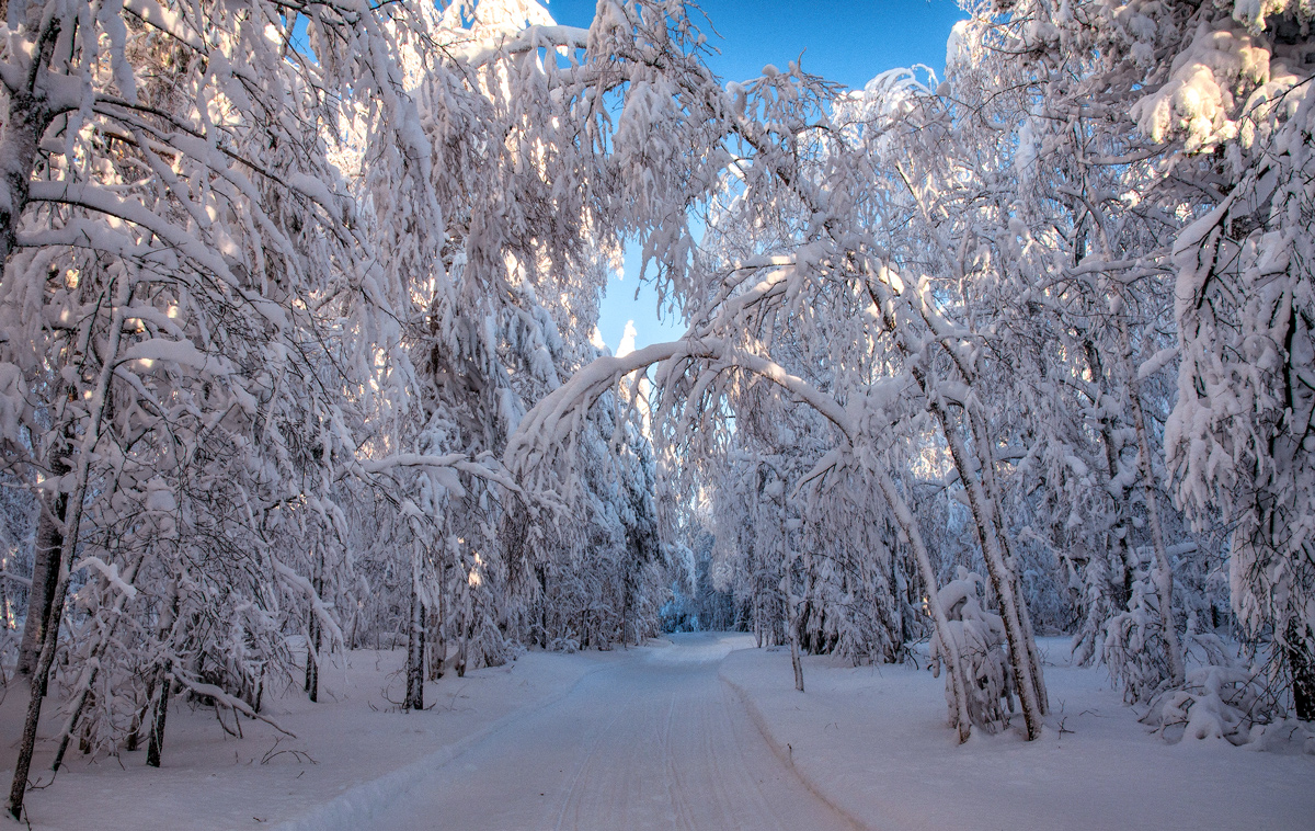 фото "Снежная аллея" метки: природа, 