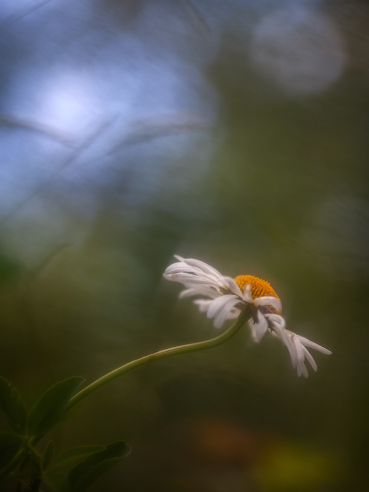 photo "***" tags: macro and close-up, 