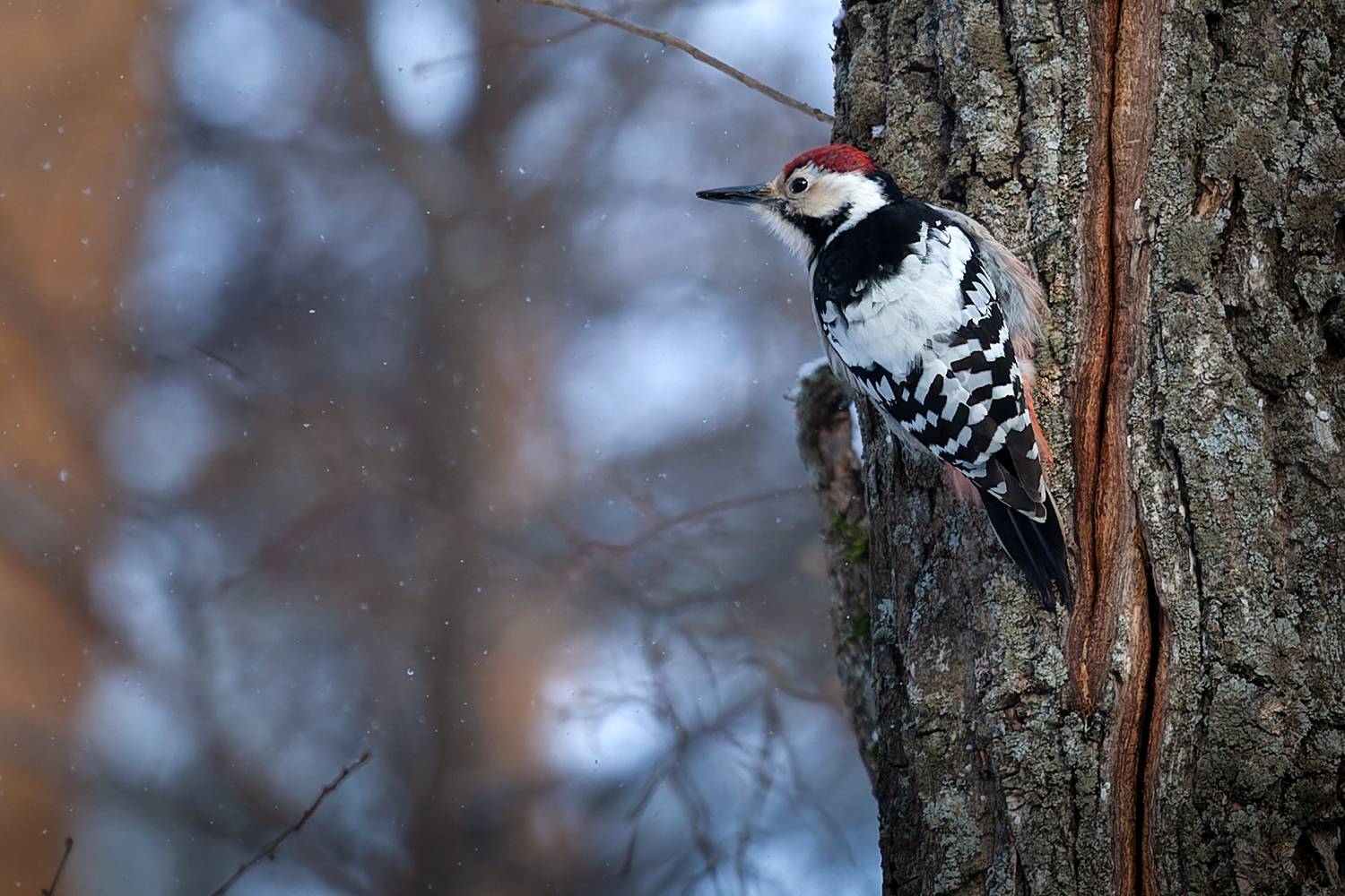 photo "***" tags: nature, bird, winter, дятел, фотоохота