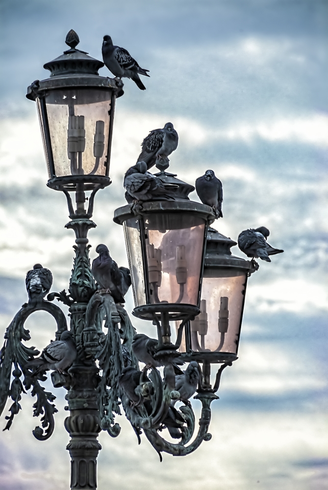 photo "Venetian Doves" tags: misc., 