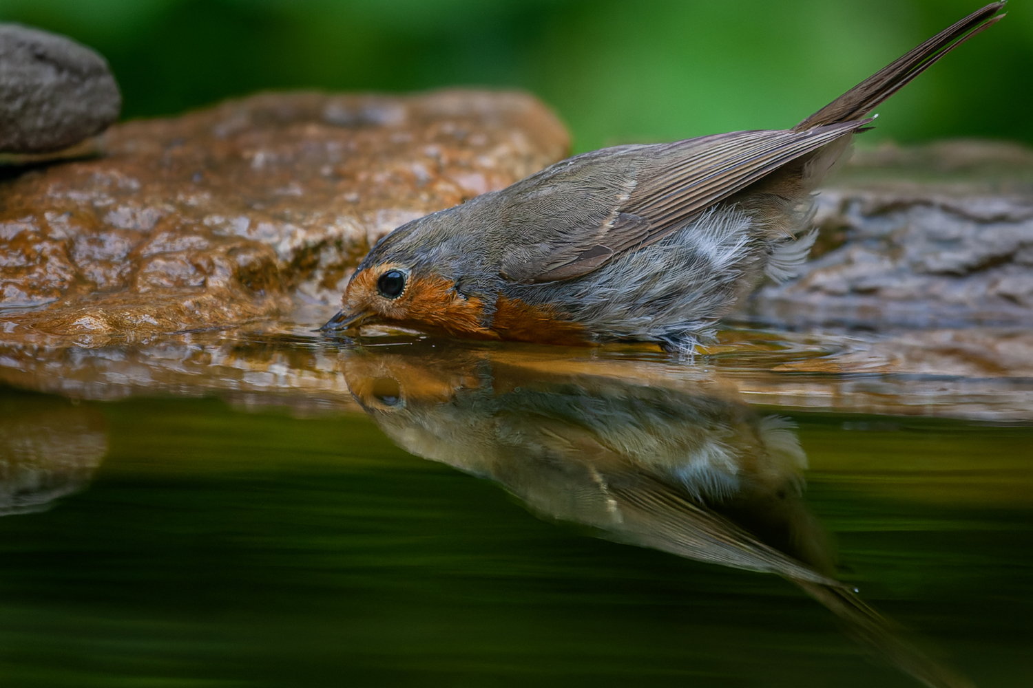 photo "***" tags: macro and close-up, nature, bird, wild animals, зарянка, малиновка, фотоохота