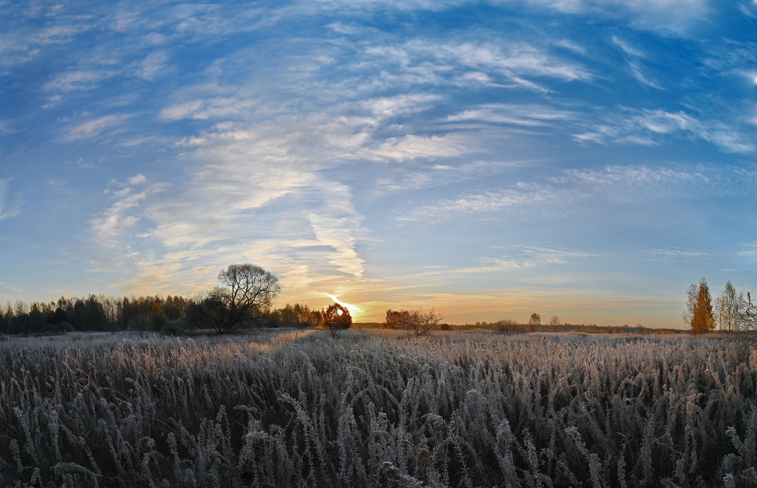 фото "Заиндевелый кипрей..." метки: природа, пейзаж, зима, снег