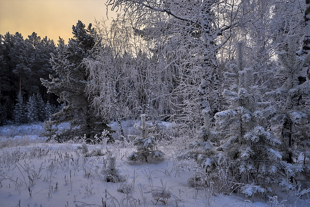 фото "Зимний лес" метки: пейзаж, 