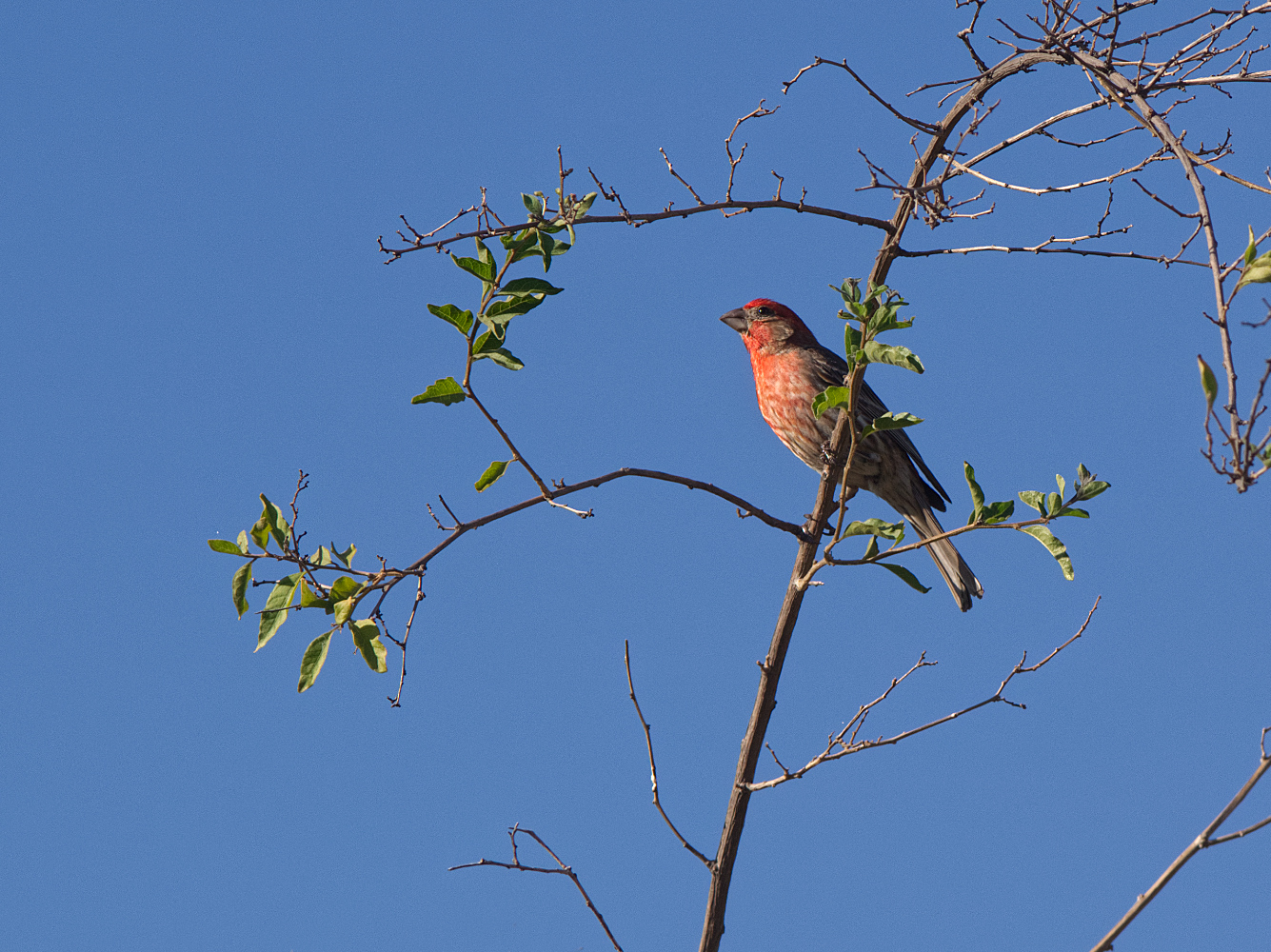 photo "Зяблик - лето" tags: nature, house finch, зяблик
