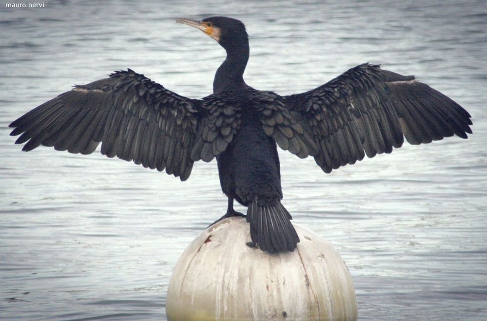 фото "in the port, cormorant" метки: природа, 