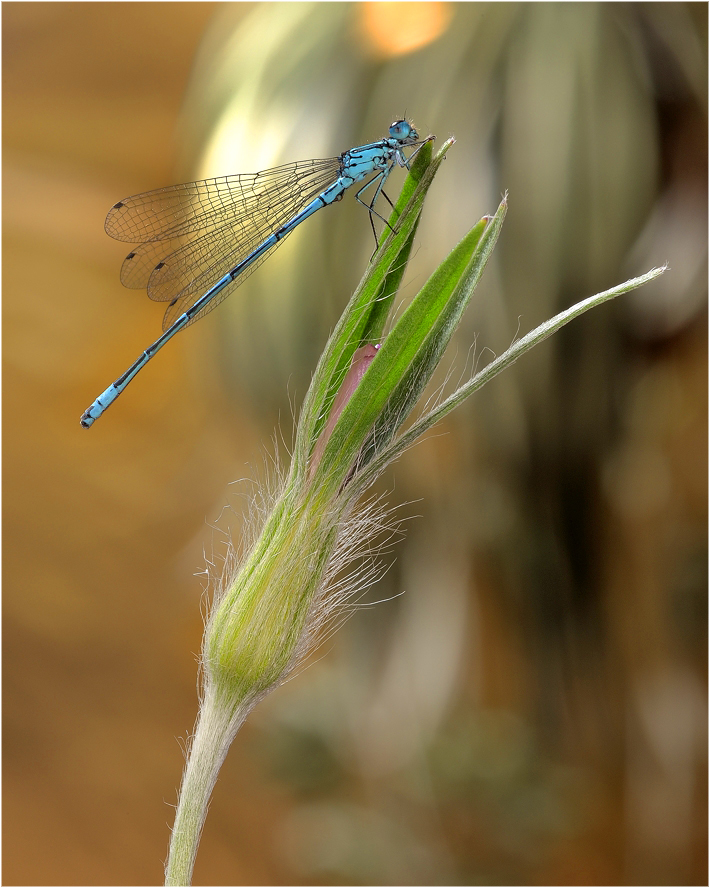фото "Coenagrion pulchellum - Стрелка красивая" метки: макро и крупный план, 