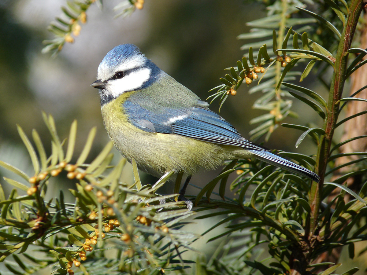 photo "***" tags: nature, macro and close-up, wild animals