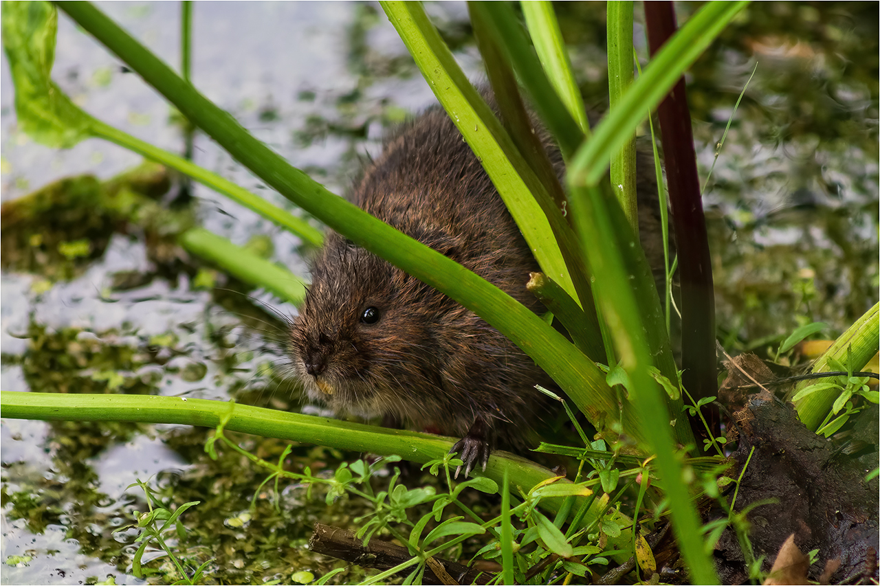 photo "***" tags: portrait, macro and close-up, nature, evening, forest, grass, summer, water, животные, отражение