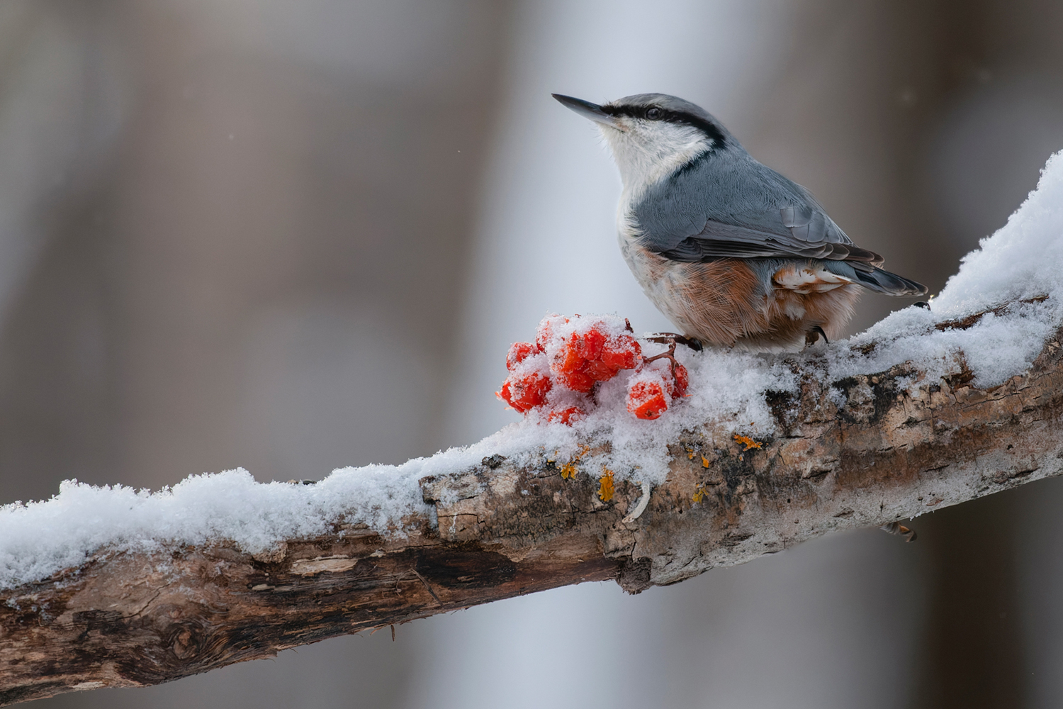 photo "***" tags: nature, macro and close-up, bird, поползень, фотоохота