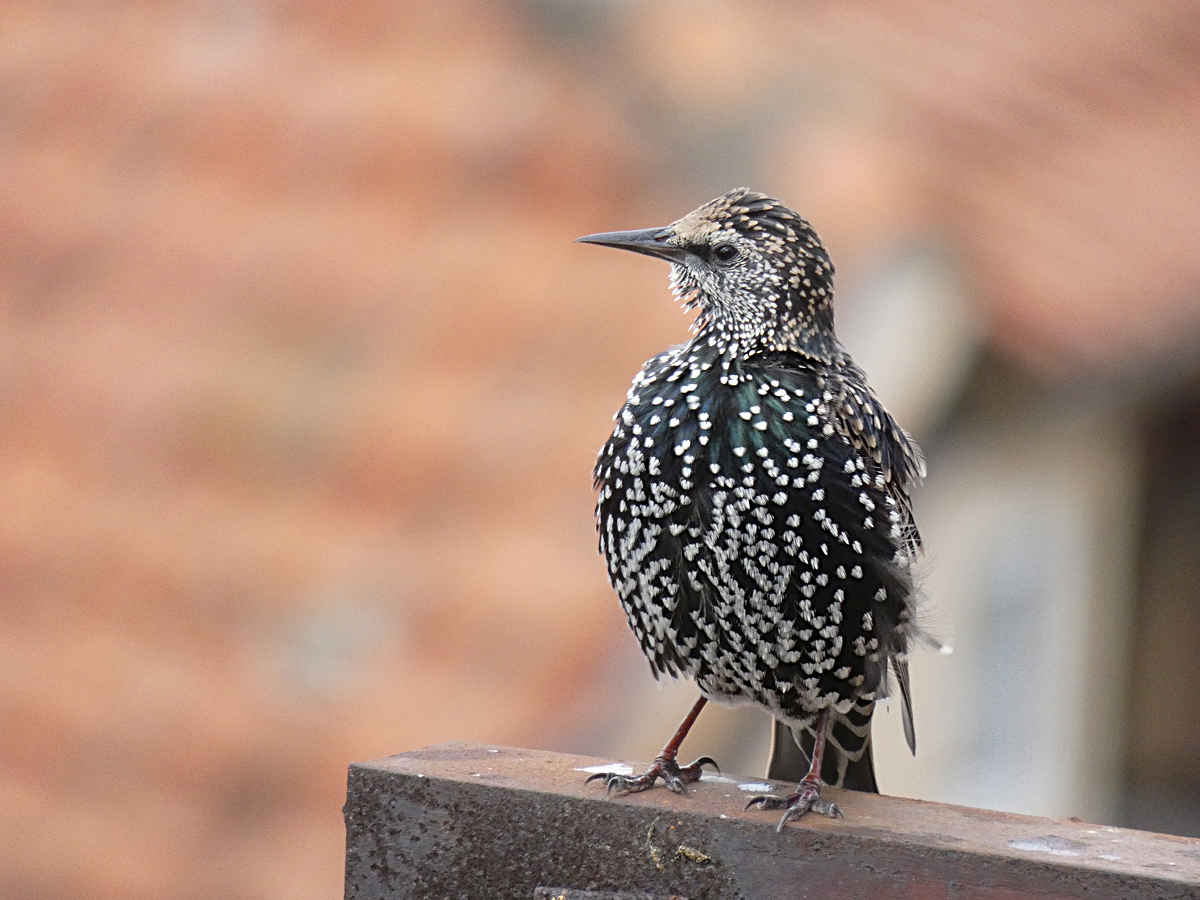 photo "***" tags: macro and close-up, wild animals