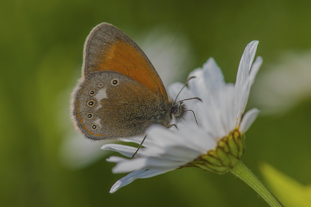 photo "***" tags: macro and close-up, бабочки