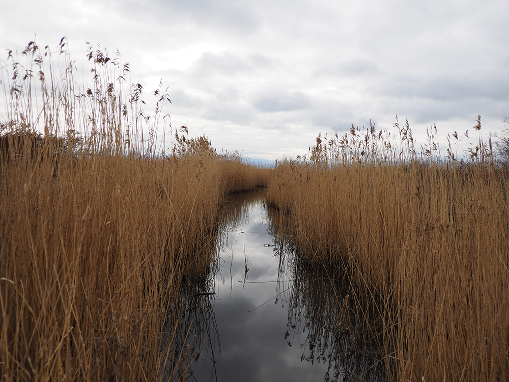 photo "The canal" tags: nature, landscape, 