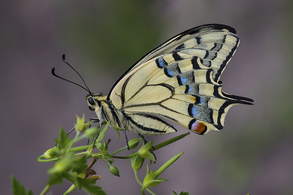 photo "***" tags: macro and close-up, бабочки