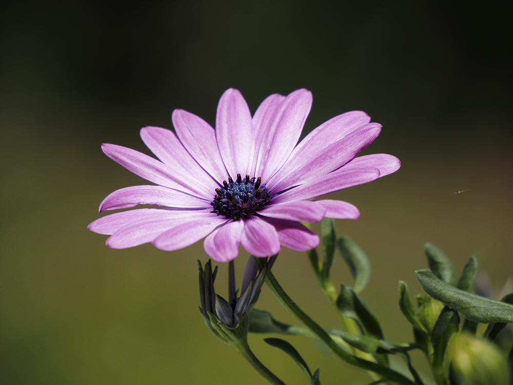 photo "Flower" tags: nature, genre, still life, 