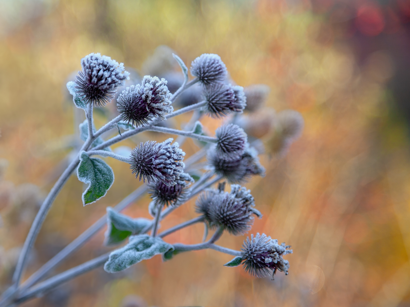 photo "***" tags: macro and close-up, 