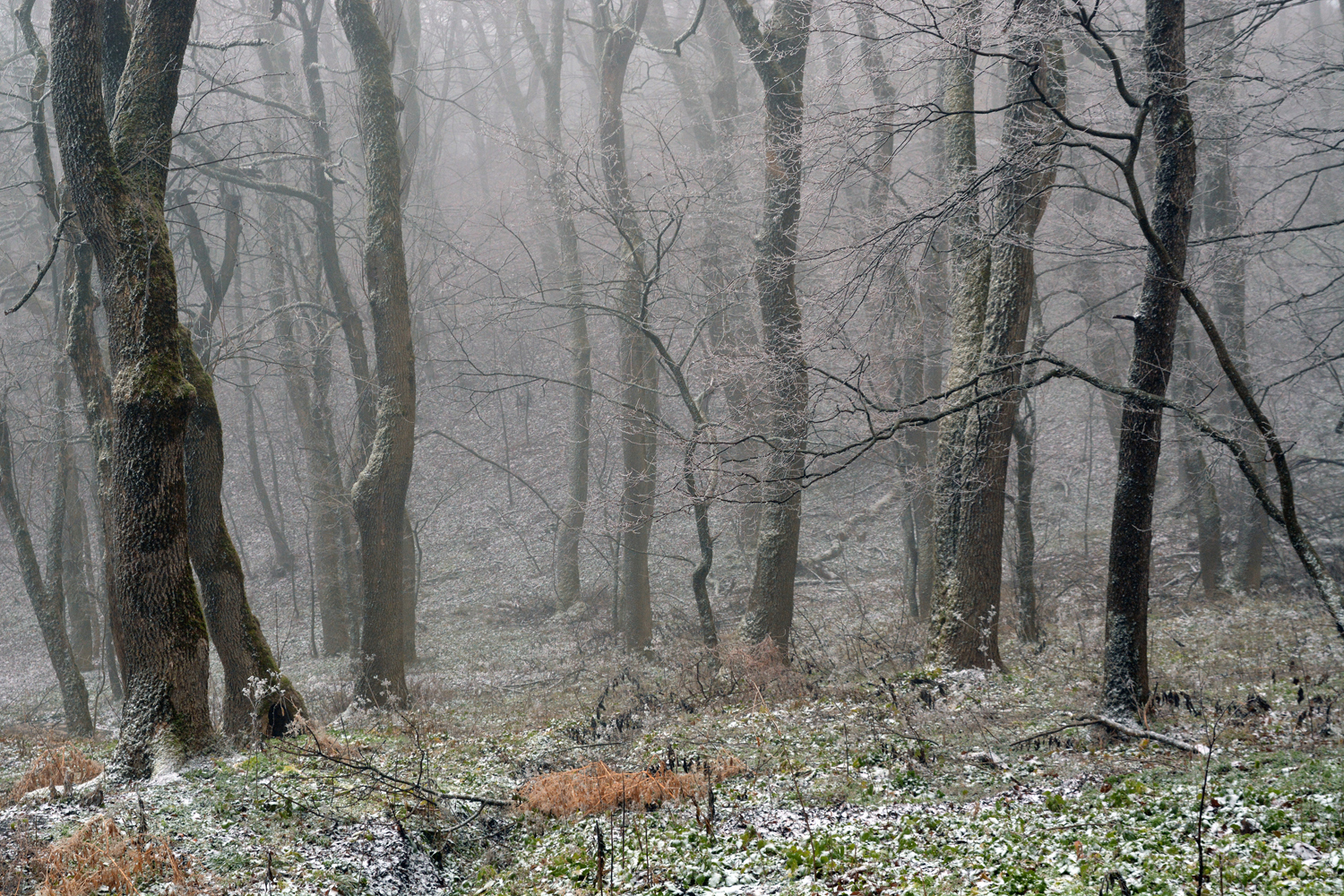 фото "Морозное  утро." метки: пейзаж, Железноводск, Кавказ, зима, иней