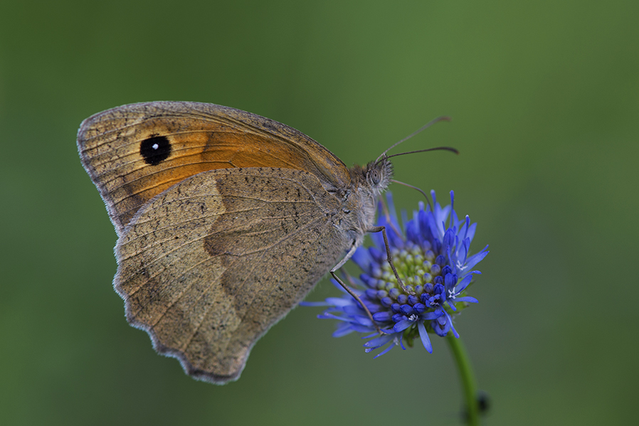 photo "***" tags: macro and close-up, бабочки