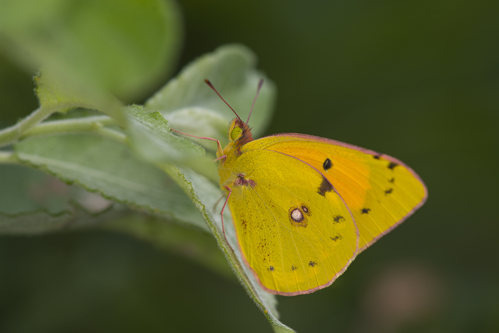 photo "***" tags: macro and close-up, бабочки