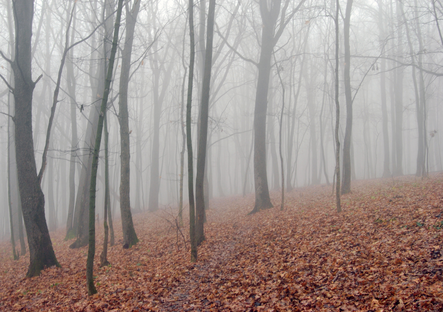 photo "***" tags: landscape, autumn, fog, forest, листопад