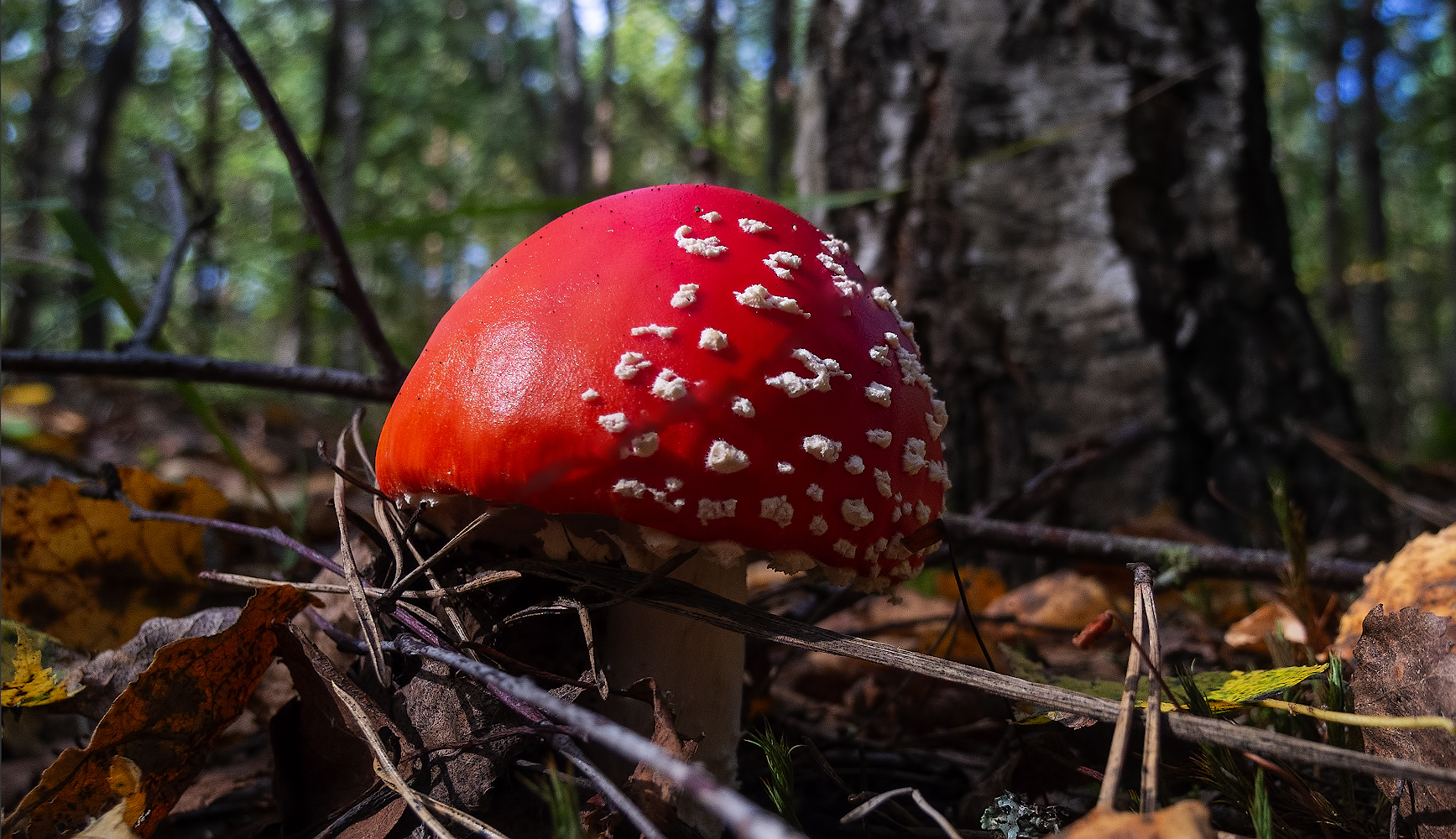 photo "из жизни мухоморов.." tags: , 