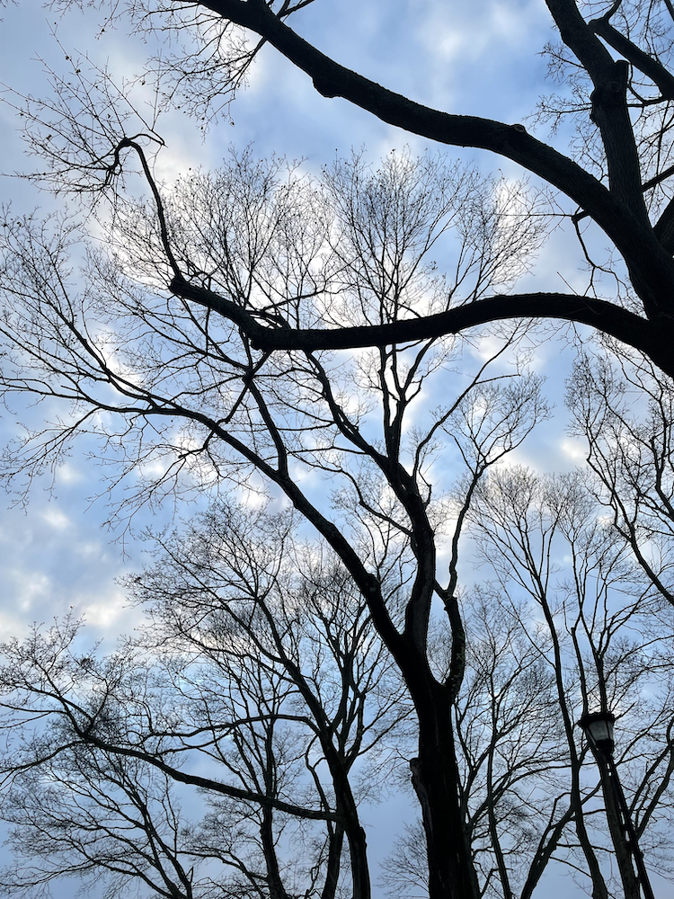 фото "cotton" метки: природа, trees, зима, небо, облака