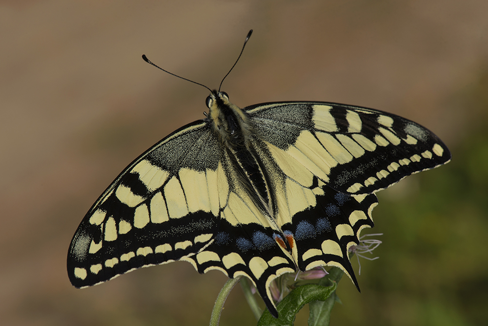 photo "***" tags: macro and close-up, бабочки