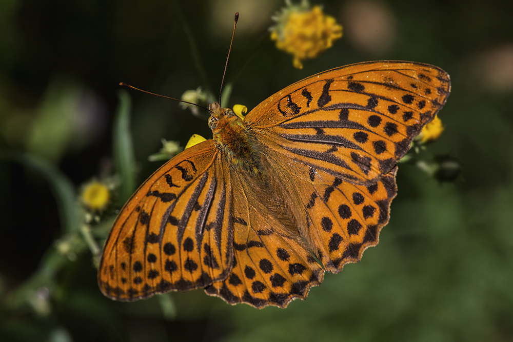 photo "***" tags: macro and close-up, бабочки